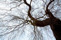 Steakhaus Pavic - Weidenhof